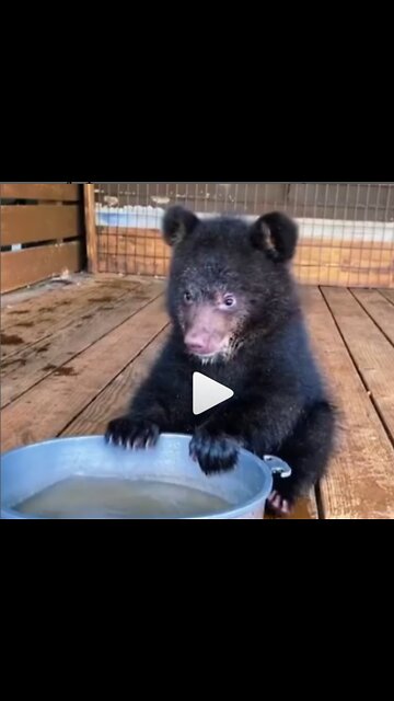 Handsome brown bear cub