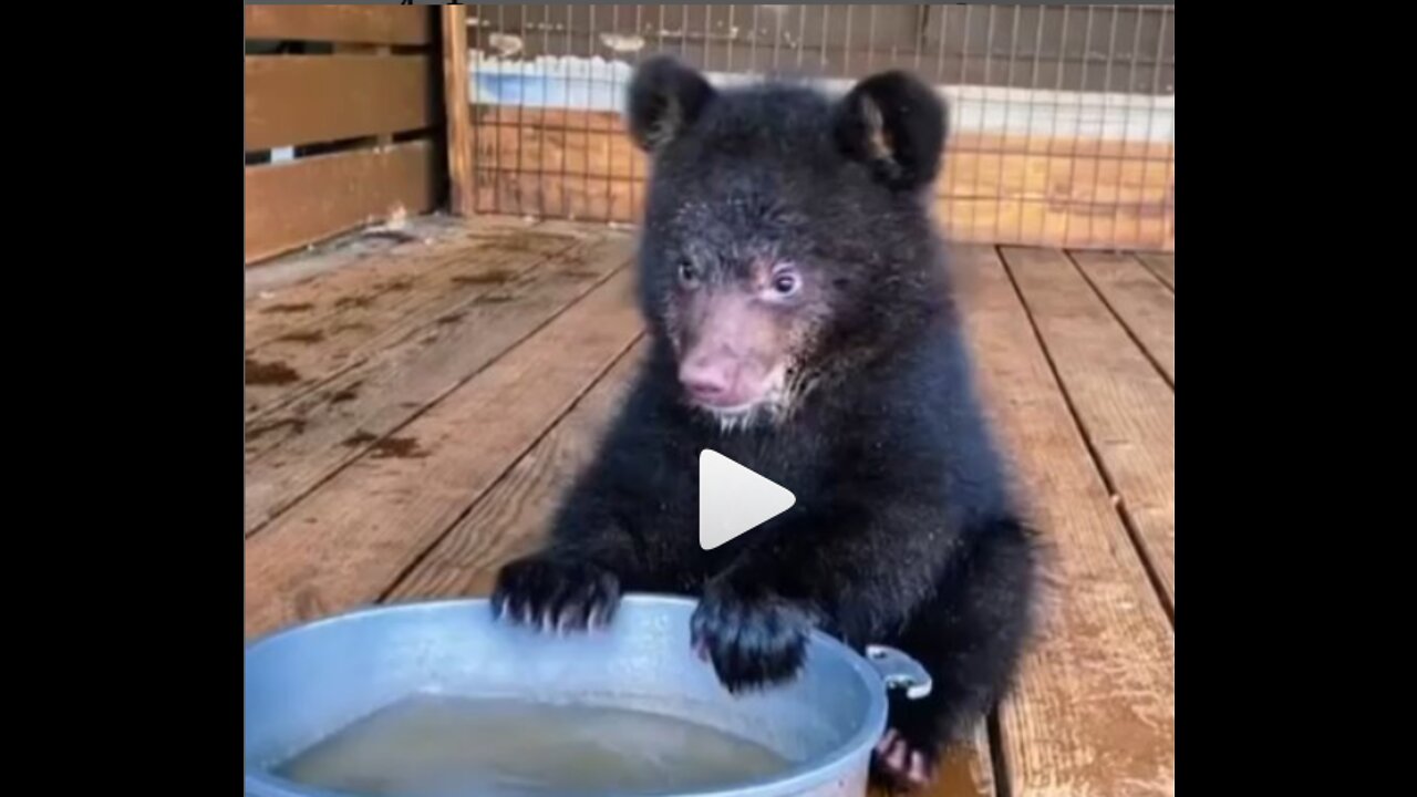 Handsome brown bear cub