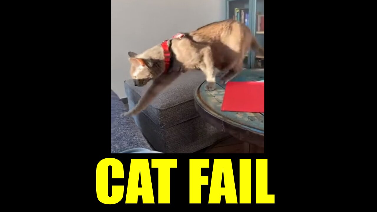 Cat Fail