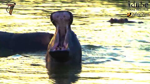 Hippo At Dusk