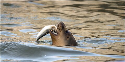 Seal catching fish on beach