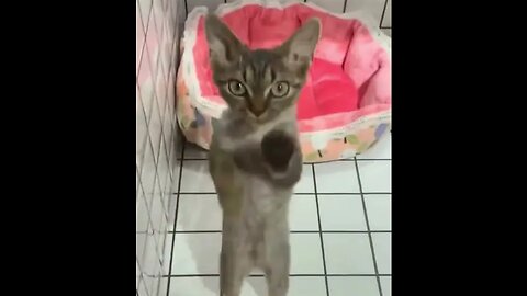 Cute cat jumping excited 😆