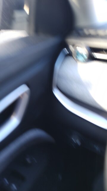 Bird Spa in Paris, TX in Water Puddle