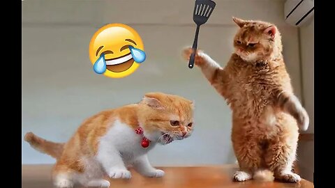 Funny Animal Videos 2023 😂 - Funniest Cats And Dogs Video 😺😍