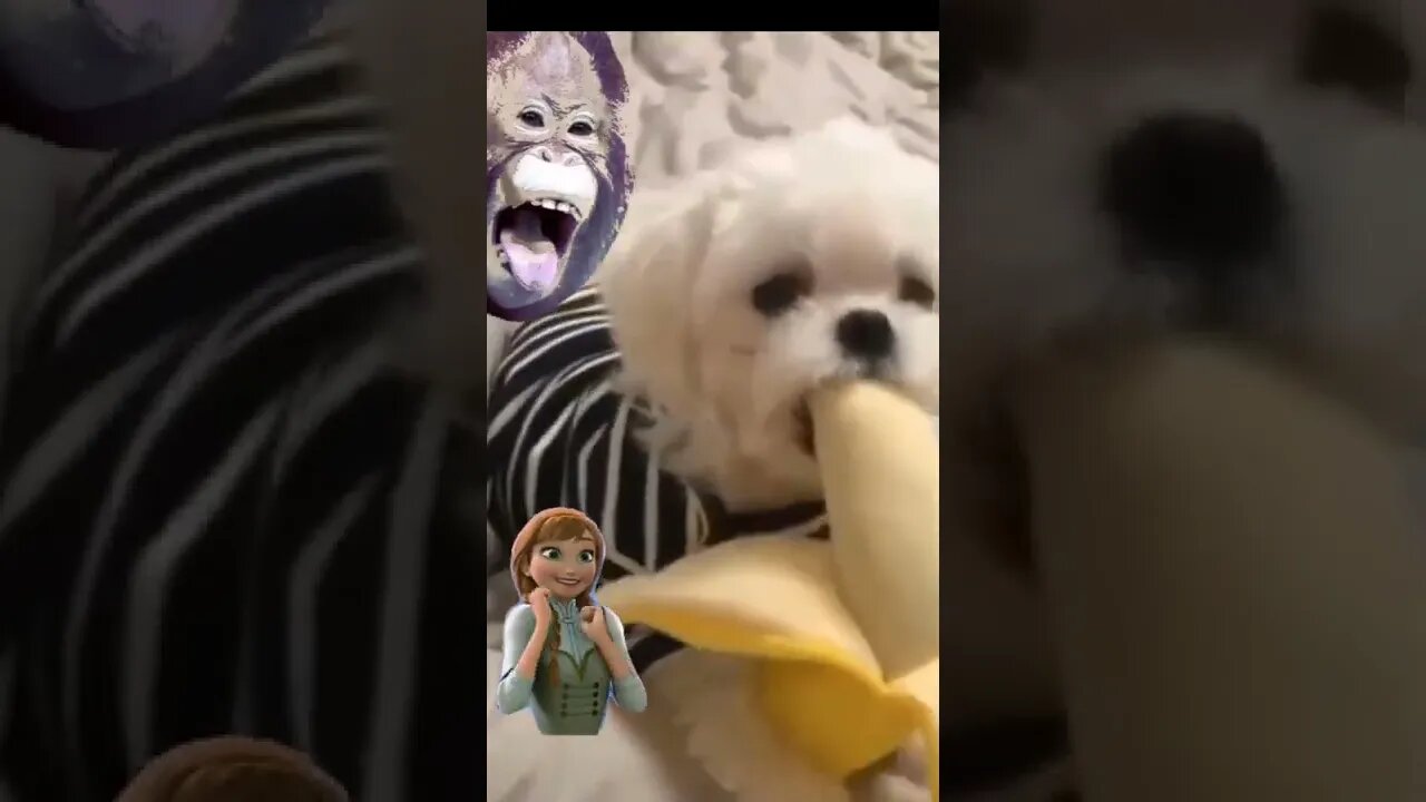 #shorts Funny Amimal Compilation | Funny Animal Videos