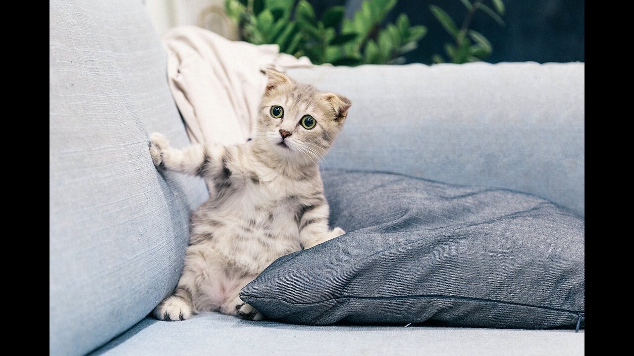 Cute and Funny Cat Videos to Keep You Smiling! 🐱