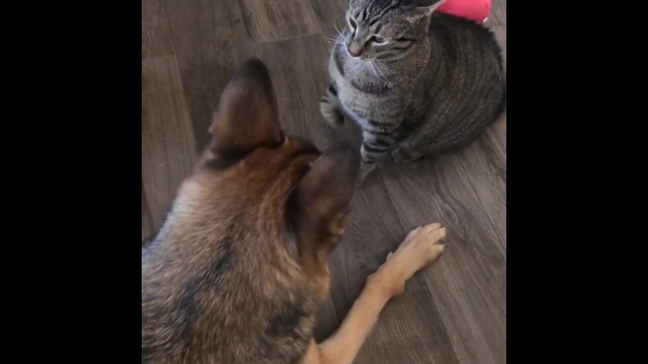 Dog and cat are fighting