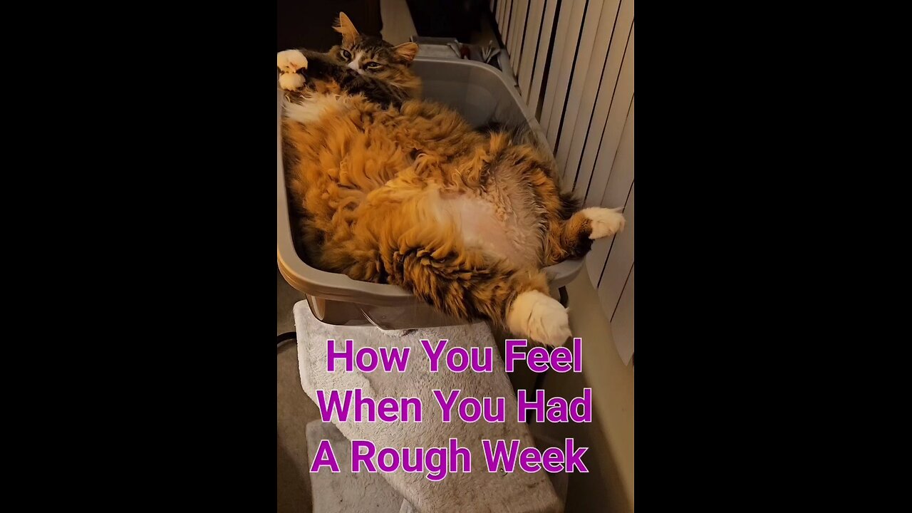 Petunia's Rough Week (Featuring Petunia The Norwegian Forest Cat)