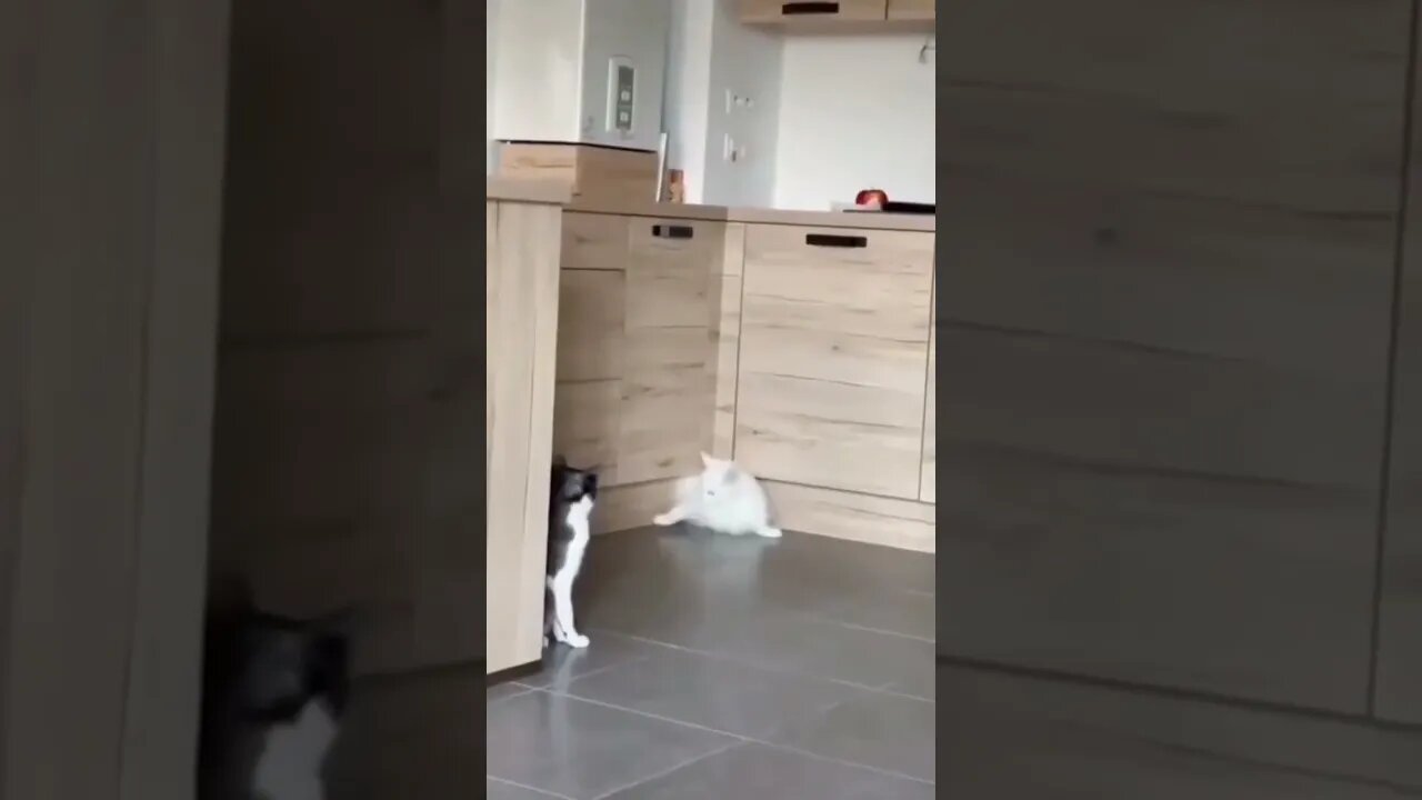Cat Fun Video#viral #shorts #cat #funny #reels