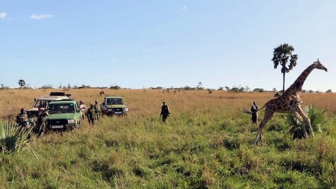 Endangered Giraffe Rescued From Poacher's Snare