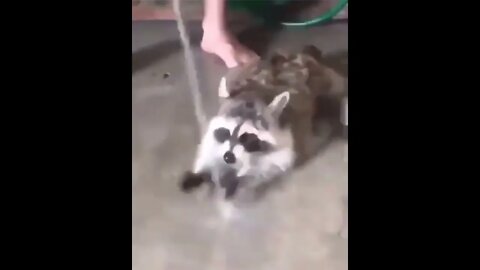 Raccoons