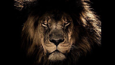 Overcoming Obstacles with a Lion Mentality