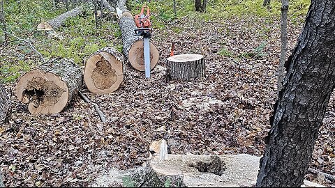 Husqvarna 572 HTSS Logging Hard Maple Fall 2023 Part 2 Of "Fugly Felling"