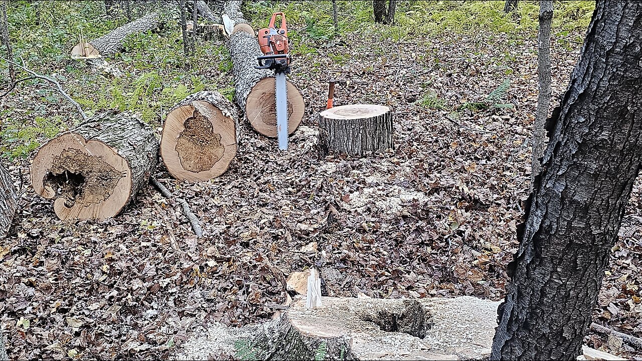 Husqvarna 572 HTSS Logging Hard Maple Fall 2023 Part 2 Of "Fugly Felling"