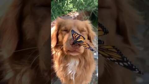 Monarch Butterfly and Doggo sharing a beautiful moment