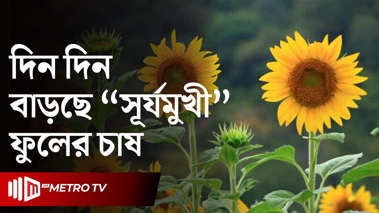 সূর্যমুখী চাষে কৃষকদের আগ্রহ বাড়ছে | Sunflower Cultivation | The Metro TV