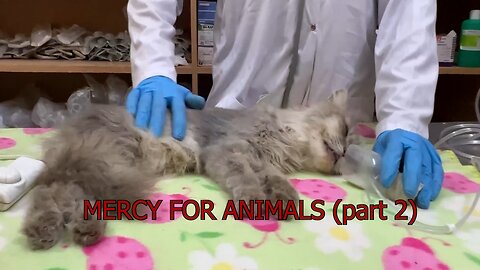 A cat and his kittens have been rescued. MERCY FOR ANIMALS (part2)