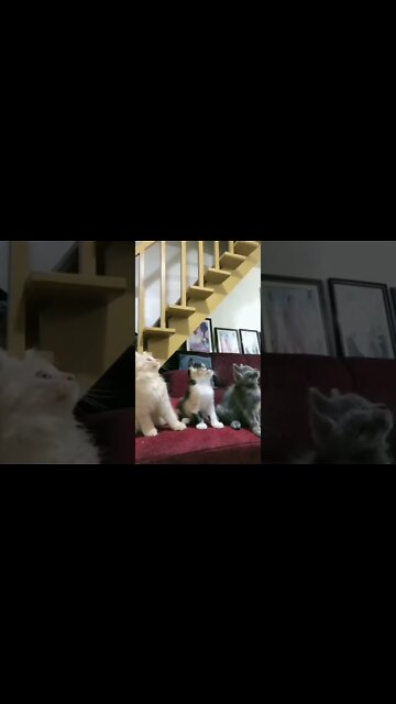 Cute cat make fun 😊😊😊😊#funnyvideo