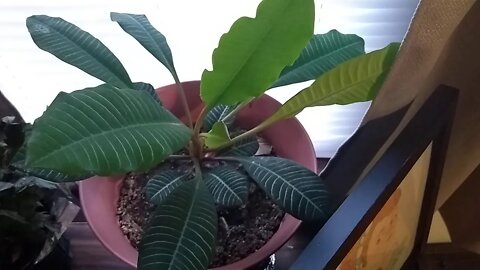 NE Ohio Florida Connection Plants March 2020