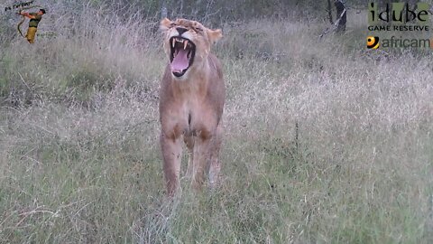 Daughters Of The Mapogo Lions - Rebuilding The Othawa Pride - 35: Social Interactions