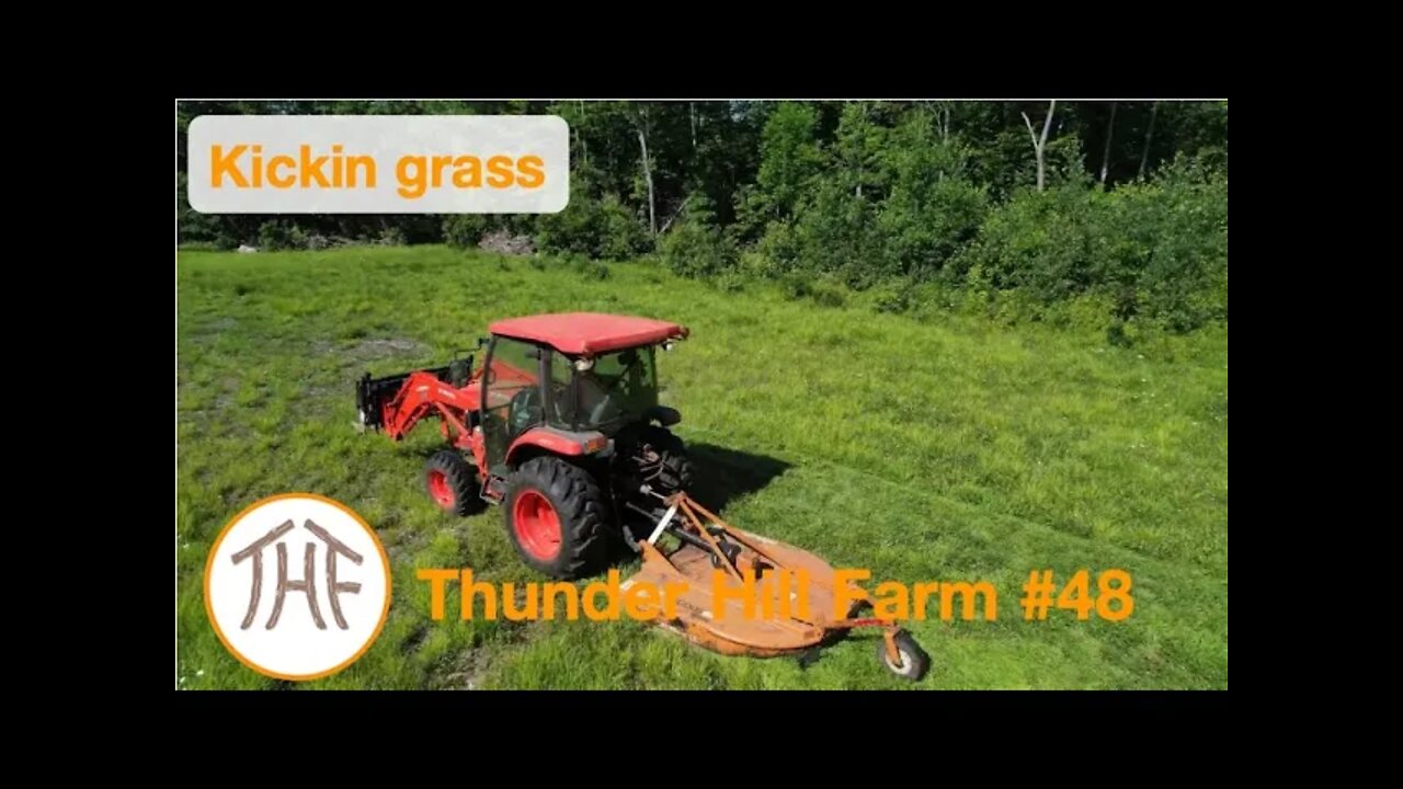 Thunder Hill Farm #48 - Kickin grass