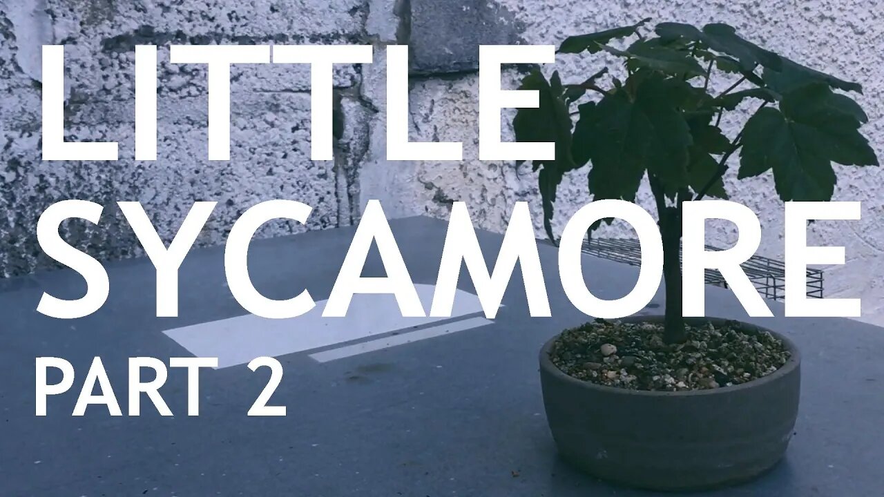 The Little Sycamore Seedling Part 2