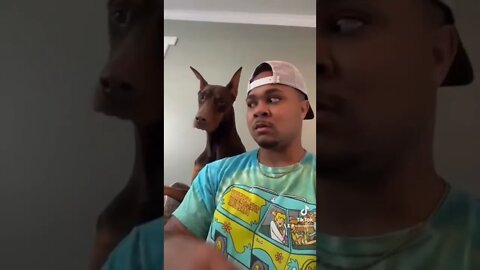 funny dog reactions#shorts