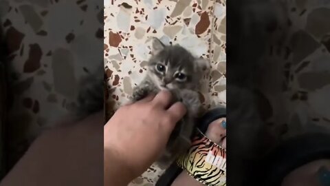 Kitty asks for more belly rubs..🐈🐾😍