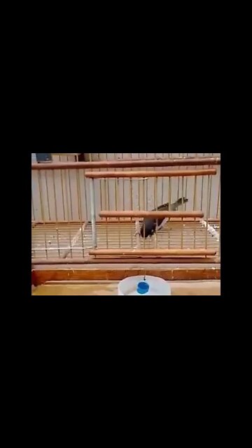 Passarinho pegando água