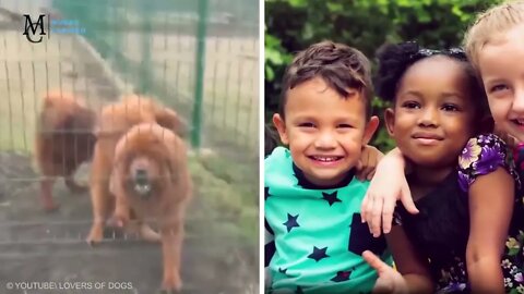 🐶 BIGGEST DOGS IN THE WORLD - Compilation #ameixatv