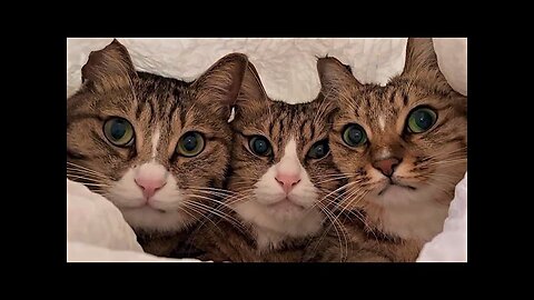 Funny animals - Funny cats dogs - Funny animal videos