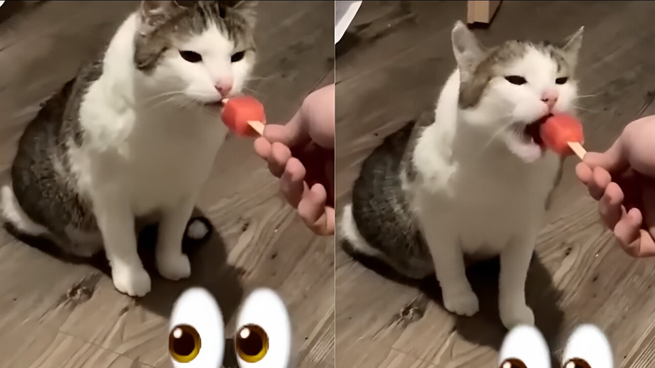 Funny Cat and Dog Videos Compilation | Funniest Cats 😹 - Don't try to hold back Laughter 😂