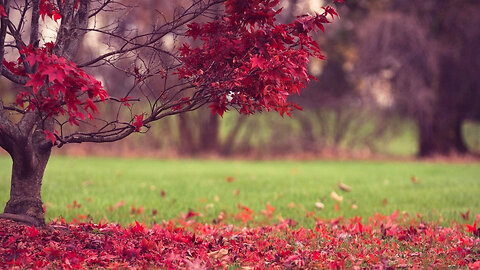 Rain and nature sounds,Deep relaxation music,Insomnia music for sleep,Yoga music for Meditation