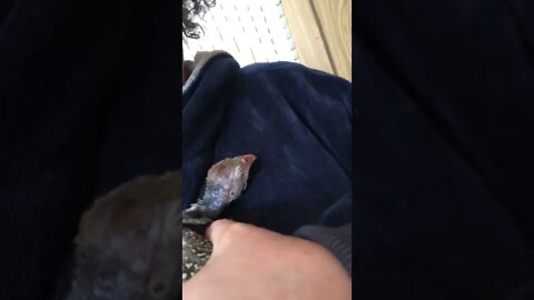 Cutest Sleeping baby guinea fowl