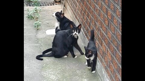 Street Cat Family Gathering