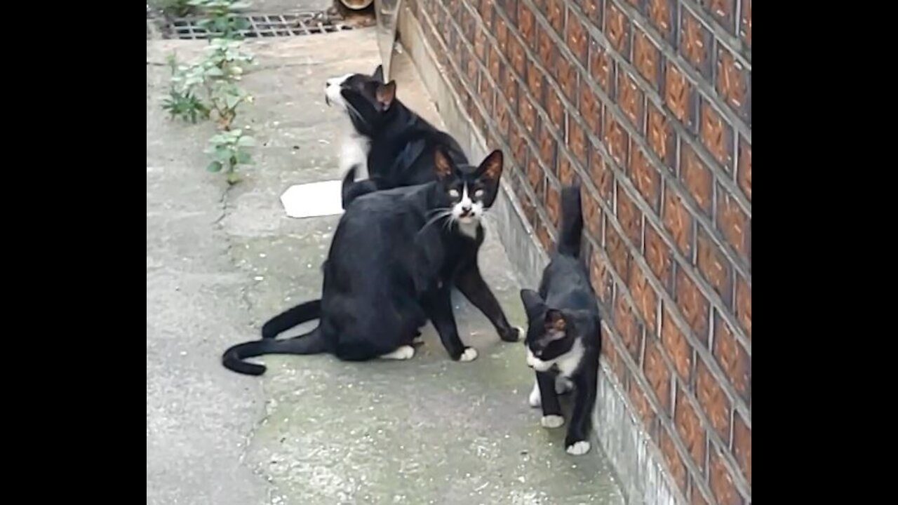 Street Cat Family Gathering