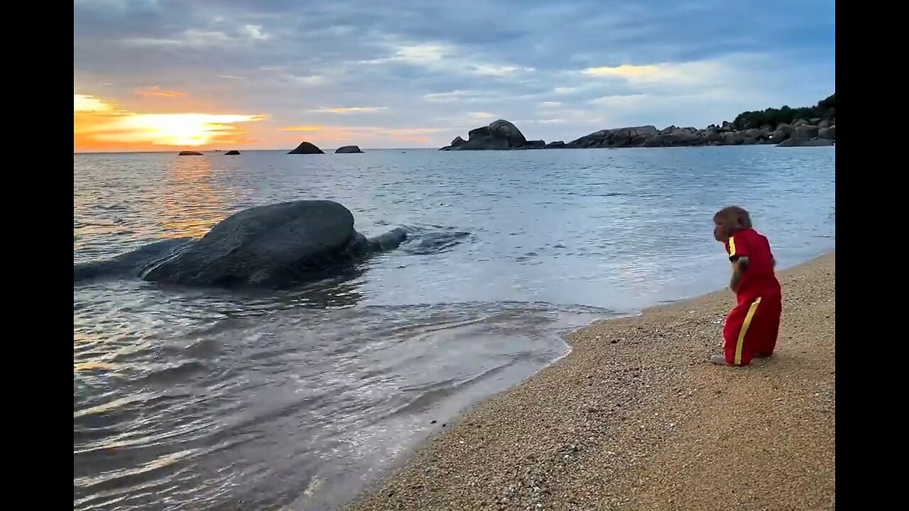 Sunset Monkey on a Beach