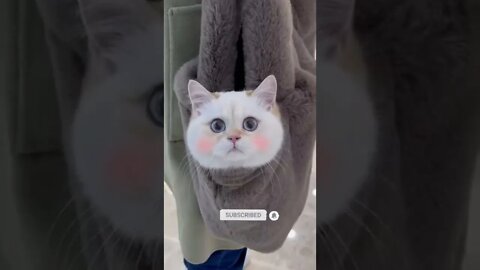 funny cat videos | cute cat videos| cute animals funny cats #shorts #shortsfunny #cutecat #funnycat