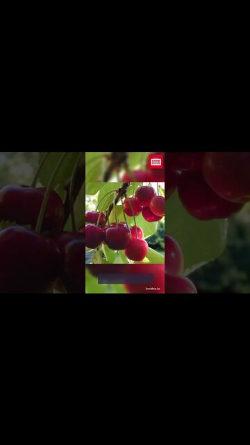 10 FOODS TO CONTROL URIC ACID. #shorts