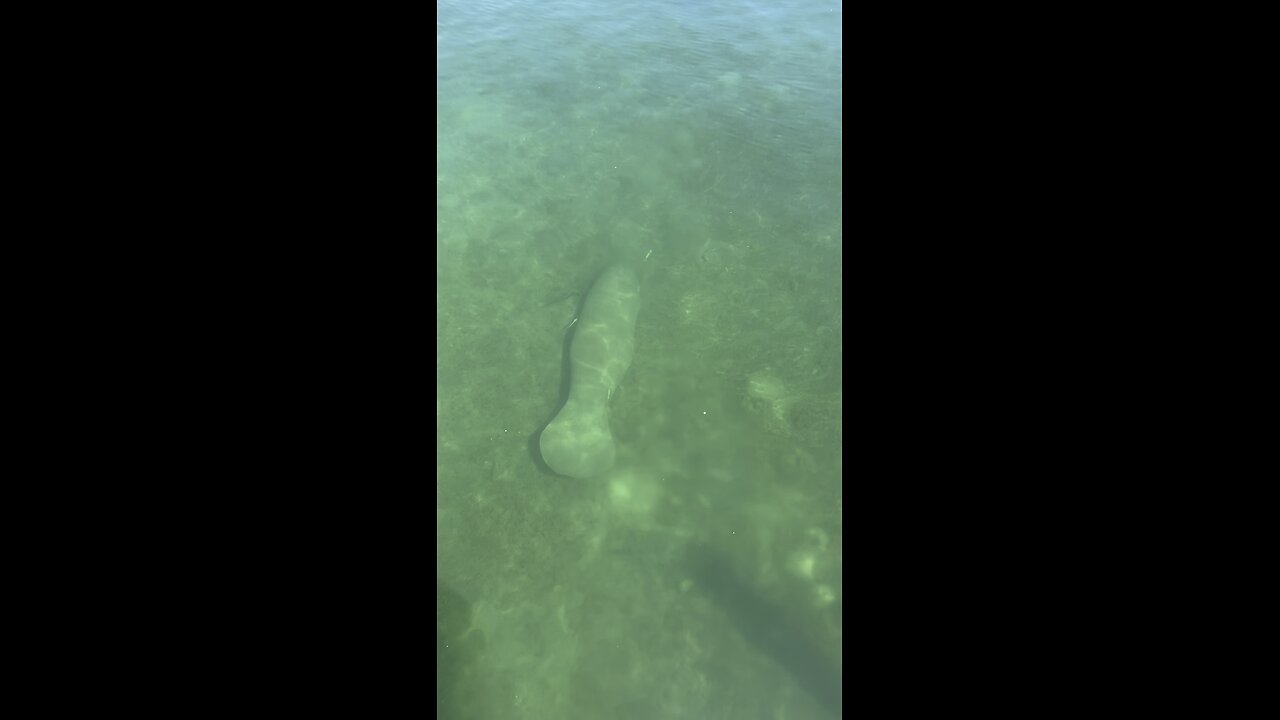 Little Manatee Pompano beach Florida #usa #florida