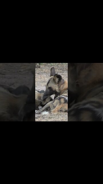 #shorts, #animal, #animals, #animalfacts, #animalshorts, #nature, #wildlife, #wildlifeanimals