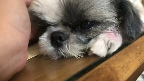 The Grumpy Shih tzu this Morning | Our Shih tzus morning routine after bed. Woof! 🐾🐶