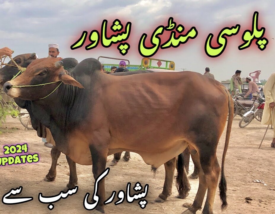 Eid 2024 Palosi Mandi Peshawar