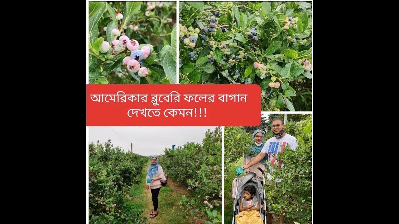 A day at Blue Berry Farm || ব্লুবেরি বাগানে একদিন, সাথে রাস্পবেরি আর ব্লাকবেরি