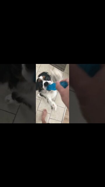 Playing with a dog #shorts