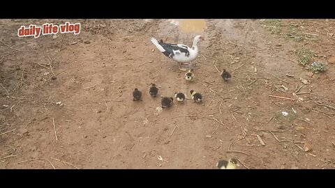 Mother duck takes her to raise her baby | daily life vlog