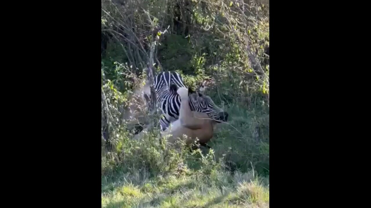 Lions Hunting A Zebra