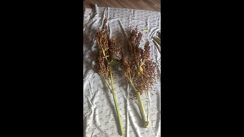 Harvesting your rhubarb seed