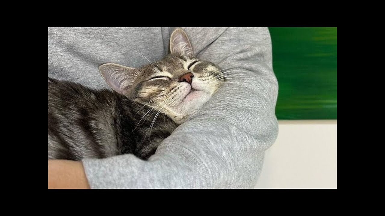 😂 Funniest Cats and Dogs Videos 😺🐶 || 🥰😹 Hilarious Animal Compilation №71