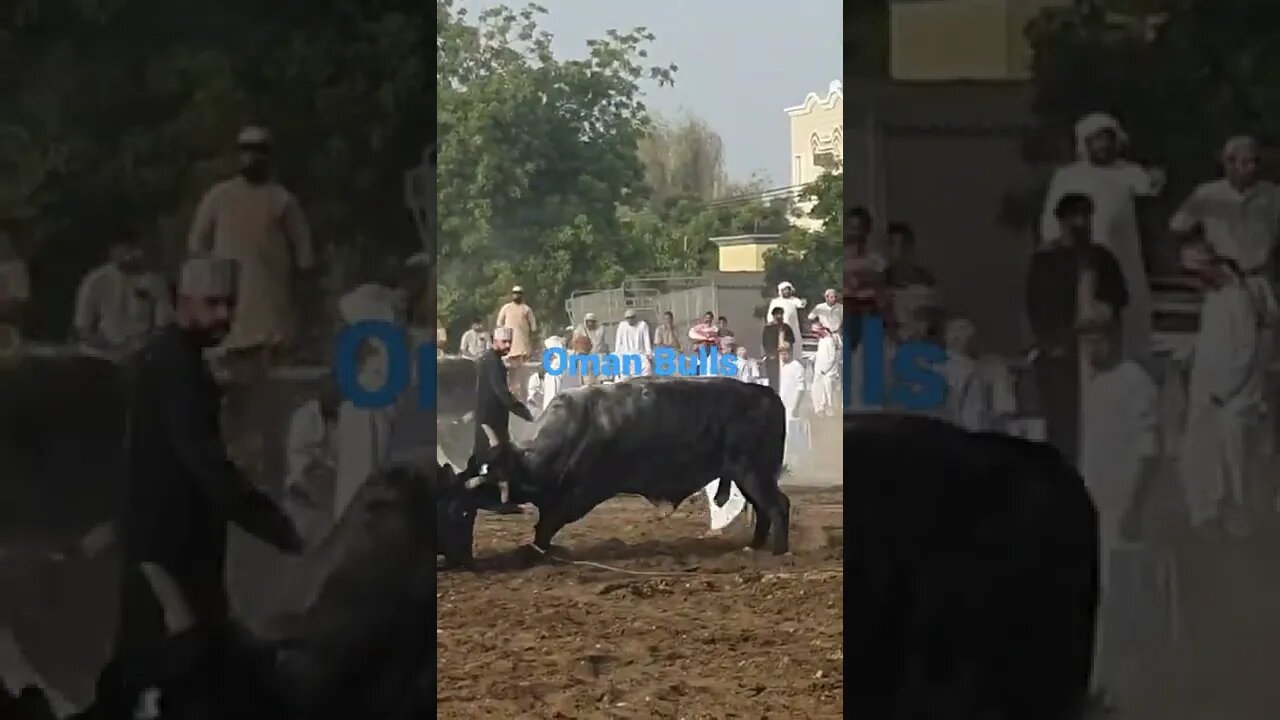 OMANI BULLS